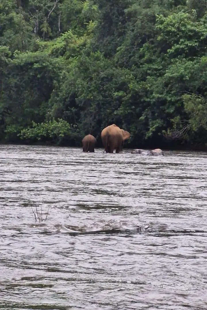 Falcon Riverview Resorts Kuttampuzha